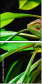 57907029