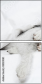 58139081