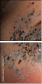 58896407