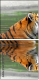 59476374
