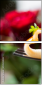 59513928