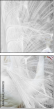 59854721
