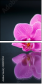 59897994