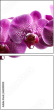 60209839