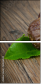60636544