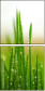 60701620