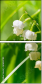 61638784