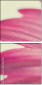 62303581