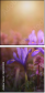 62325008