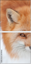 62758452