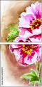 63920079