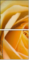 64954045