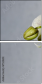 67524614