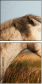68105257