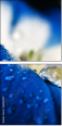 68169392
