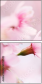 68352749