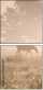68672099