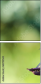 68702565
