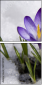 68748195