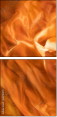 68781470