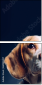 68940427