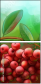 69445172