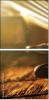 70192186