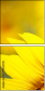 70553705