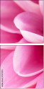 71579272