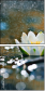 72576012