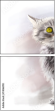 74066910