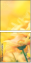 75458724