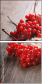 75562705