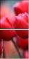 76096373
