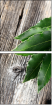 77818715