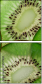 78577804