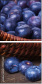 79175349