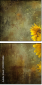 904593686