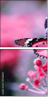 95266681