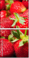 95938913