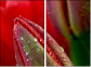 15487800