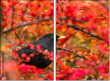 48247670