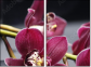 49633319