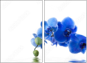 52702119