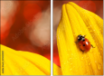 55820987