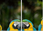 56795972
