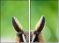 63805438