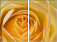 64954045