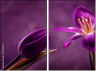 79035921