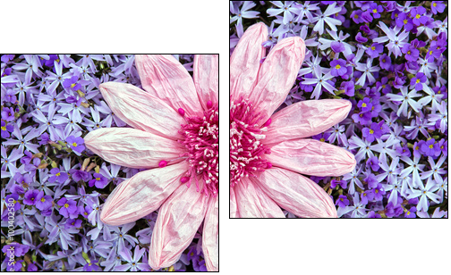 Kunstblume auf einem Meer aus lila BlÃ¼ten - Obraz dwuczęściowy, Dyptyk
